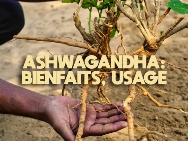 Ashwagandha : bienfaits, usage et sécurité (guide complet)