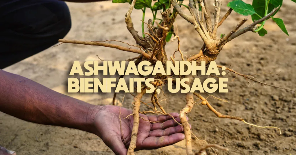 Racine et poudre d'ashwagandha (Withania somnifera) sur un plan de travail