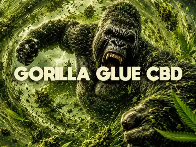 Gorilla Glue CBD : guide complet (variété)