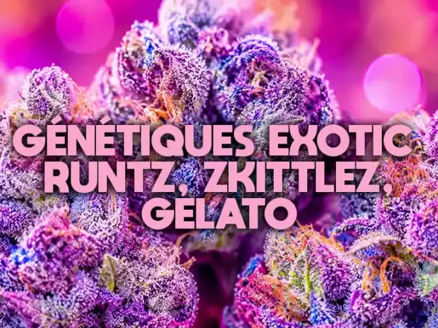 Runtz : la généalogie des variétés exotic, sans le marketing