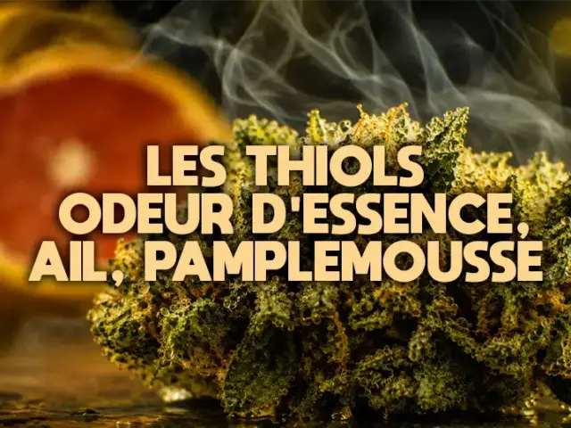 Pourquoi la weed sent l&rsquo;essence ou l&rsquo;ail : les thiols