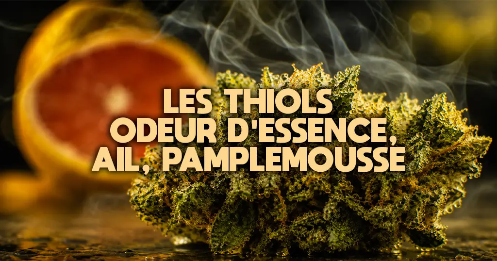 Macro d'une fleur de chanvre couverte de résine, gouttes de trichomes visibles en lumière rasante
