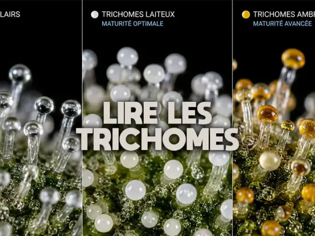 Lire les trichomes : clairs, laiteux, ambrés