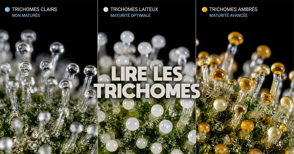 Triptyque macro comparant trichomes clairs non maturés, trichomes laiteux à maturité optimale et trichomes ambrés à maturité avancée