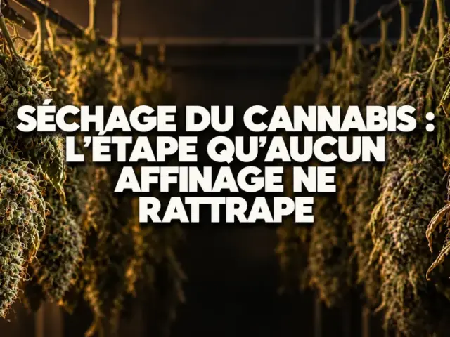 Séchage du cannabis : l&rsquo;étape qu&rsquo;aucun affinage ne rattrape