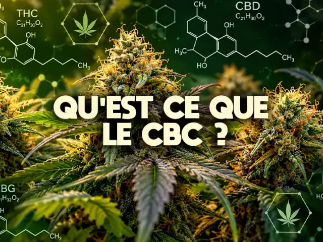 CBC (cannabichromène) : le guide complet