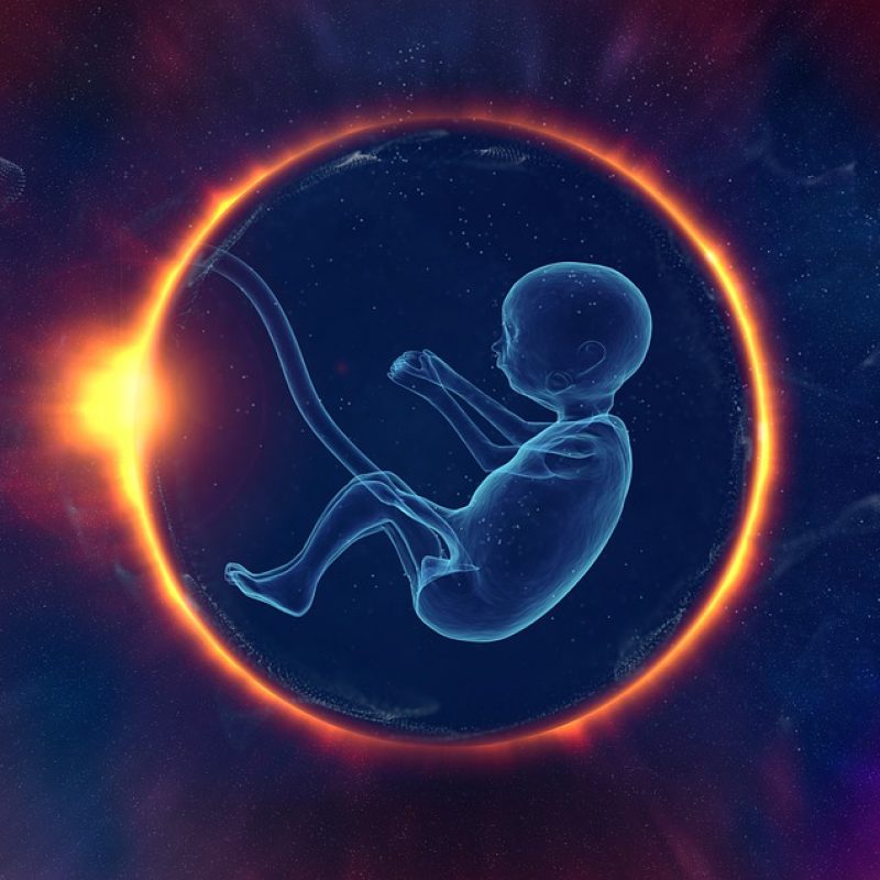 CBD femmes enceintes embryon