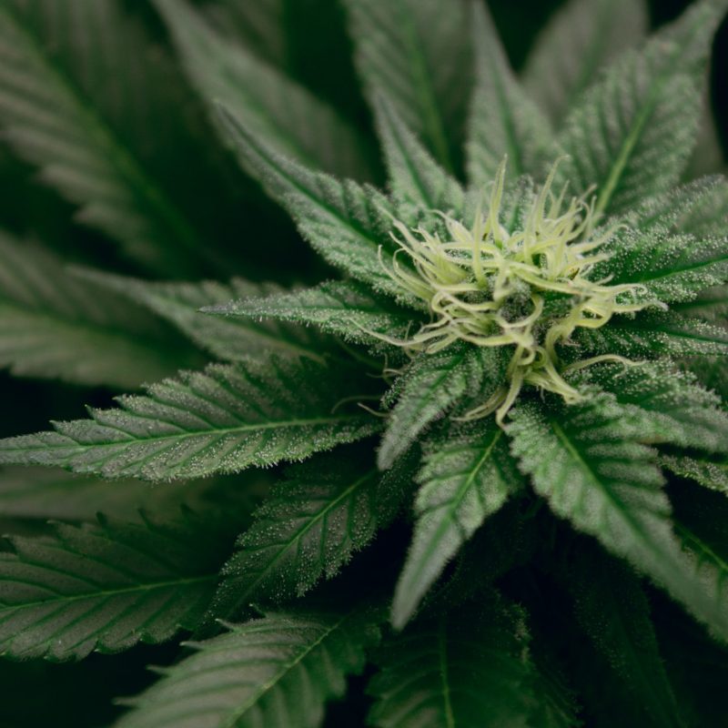 CBD effets secondaires - Plante cannabis